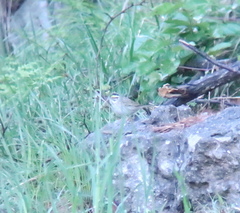Emberiza chrysophrys