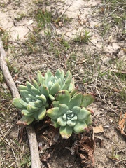 Dudleya greenei