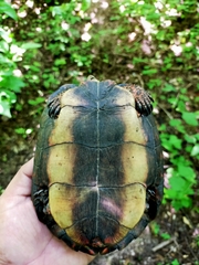 Rhinoclemmys pulcherrima rogerbarbouri