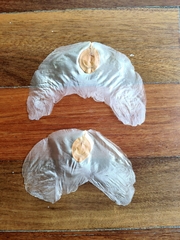 Alsomitra macrocarpa