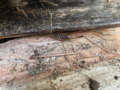 Pachyrhamma acanthocerum