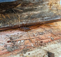 Pachyrhamma acanthocerum