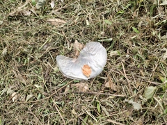 Alsomitra macrocarpa