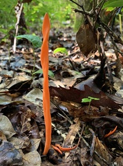Clavulinopsis sulcata