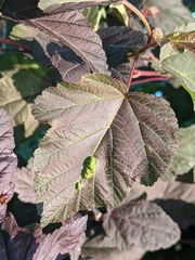 Podosphaera physocarpi