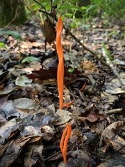 Clavulinopsis sulcata