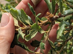 Quercus durata durata