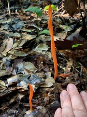 Clavulinopsis sulcata