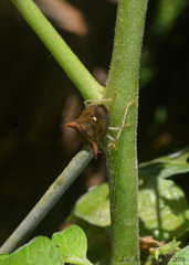 Euschistus triangulator