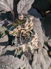 Podosphaera physocarpi