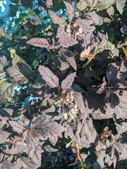 Podosphaera physocarpi