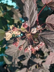 Podosphaera physocarpi