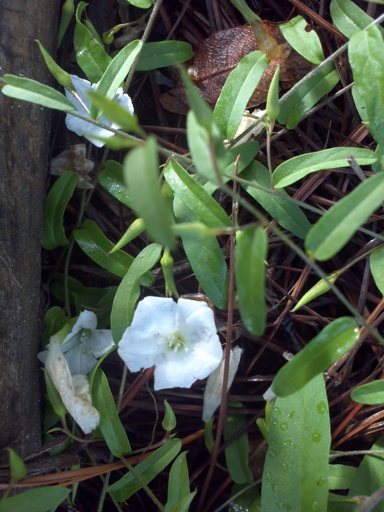 dawnflowers