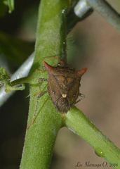 Euschistus triangulator