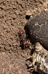 Pogonomyrmex huachucanus