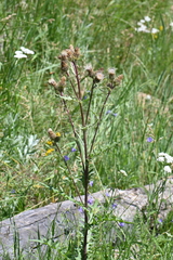 Cirsium centaureae