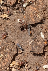 Pogonomyrmex huachucanus