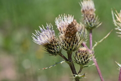 Cirsium centaureae