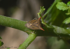 Euschistus triangulator