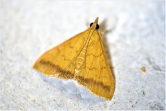 Pyrausta insignitalis