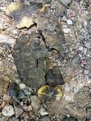 Rhinoclemmys pulcherrima rogerbarbouri