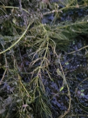 Ceratophyllum demersum