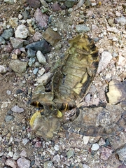 Rhinoclemmys pulcherrima rogerbarbouri