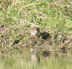 Calidris subminuta