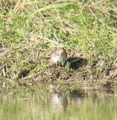 Calidris subminuta