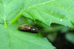 Hemicrepidius pallidipennis