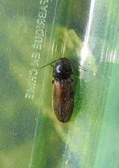 Hemicrepidius pallidipennis