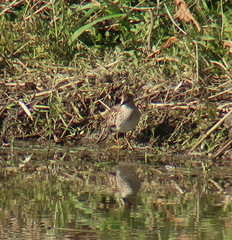 Calidris subminuta