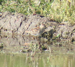 Calidris subminuta