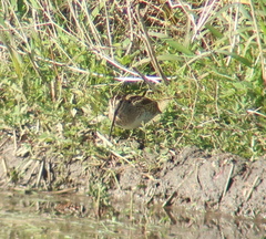Calidris subminuta