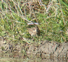 Calidris subminuta