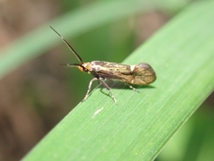 Esperia sulphurella