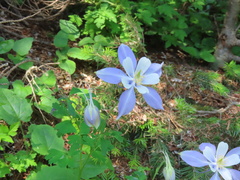 Aquilegia coerulea coerulea