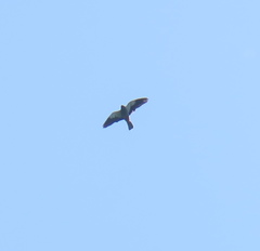 Falco amurensis