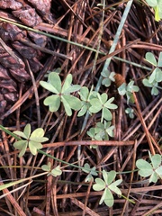 Oxalis caerulea