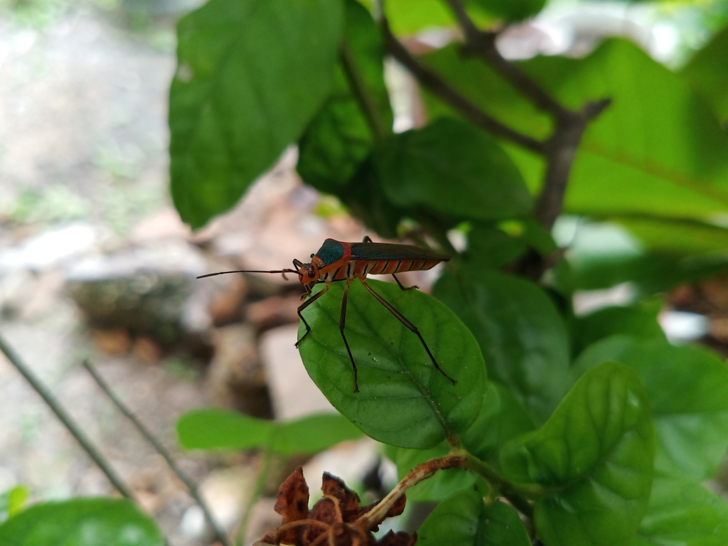 Sphictyrtus munificus