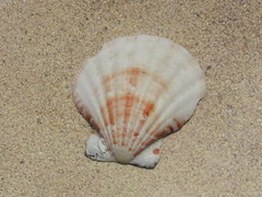 Bractechlamys vexillum