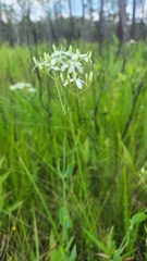 Sabatia macrophylla macrophylla