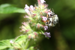 Bombus sonani