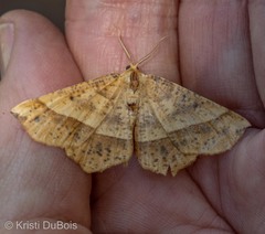 Euchlaena tigrinaria