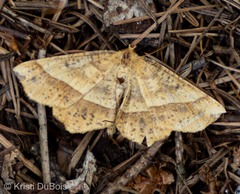 Euchlaena tigrinaria