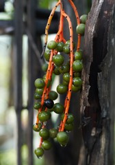 Chamaedorea pochutlensis