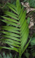 Chamaedorea pochutlensis