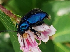 Chrysochus