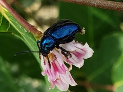 Chrysochus