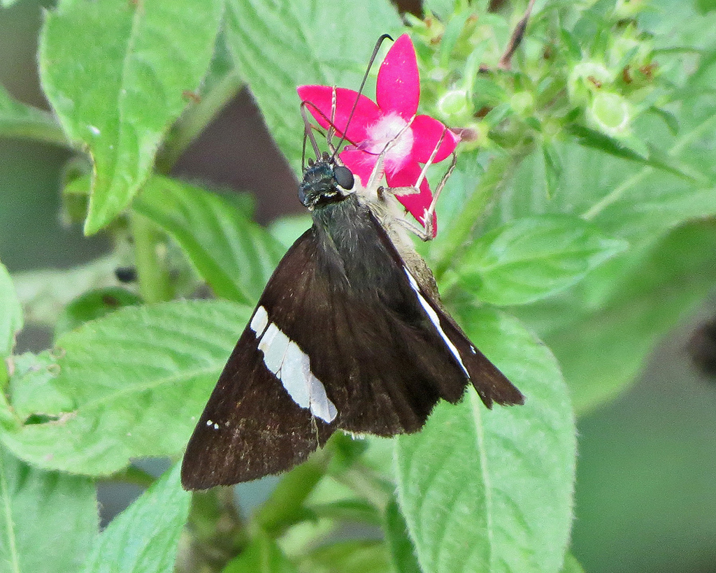 Celaenorrhinus autochton